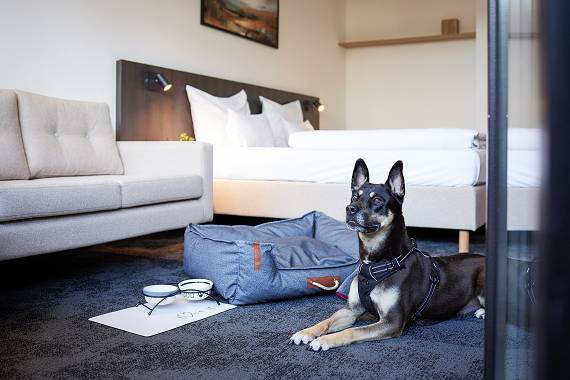 Wellness mit Hund im Sauerland Stern Hotel in Willingen