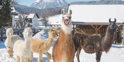 Wellnessurlaub - Umgebungsschwerpunkt: See - Mutters - Unsere hauseigenen Lamas und Alpakas - Appart- und Wellnesshotel Charlotte Seefeld