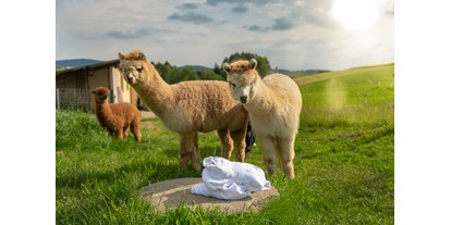 Wellnessurlaub - Finnische Sauna - Lernen Sie unsere Alpakas bei einer Fütterung mit dem Chef hautnah kennen.  - Landrefugium Obermüller