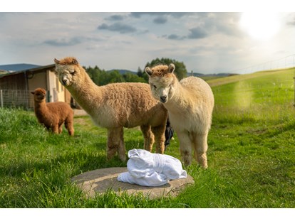 Wellnessurlaub - Lernen Sie unsere Alpakas bei einer Fütterung mit dem Chef hautnah kennen.  - Landrefugium Obermüller | SPA & Naturresort | 360 ° Glück | 4,5 Sterne