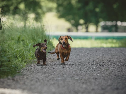 Wellnessurlaub - Hunde: erlaubt - Grießen (Leogang) - Dackeldame Emma und Dackel Kurt - Gut Steinbach Hotel und Chalets