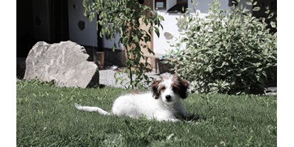Wellnessurlaub - Preisniveau: exklusiv - Oberösterreich - INNs HOLZ hundefreundliches Chaletdorf Urlaub mit Hund im Sommer - INNs HOLZ Chaletdorf