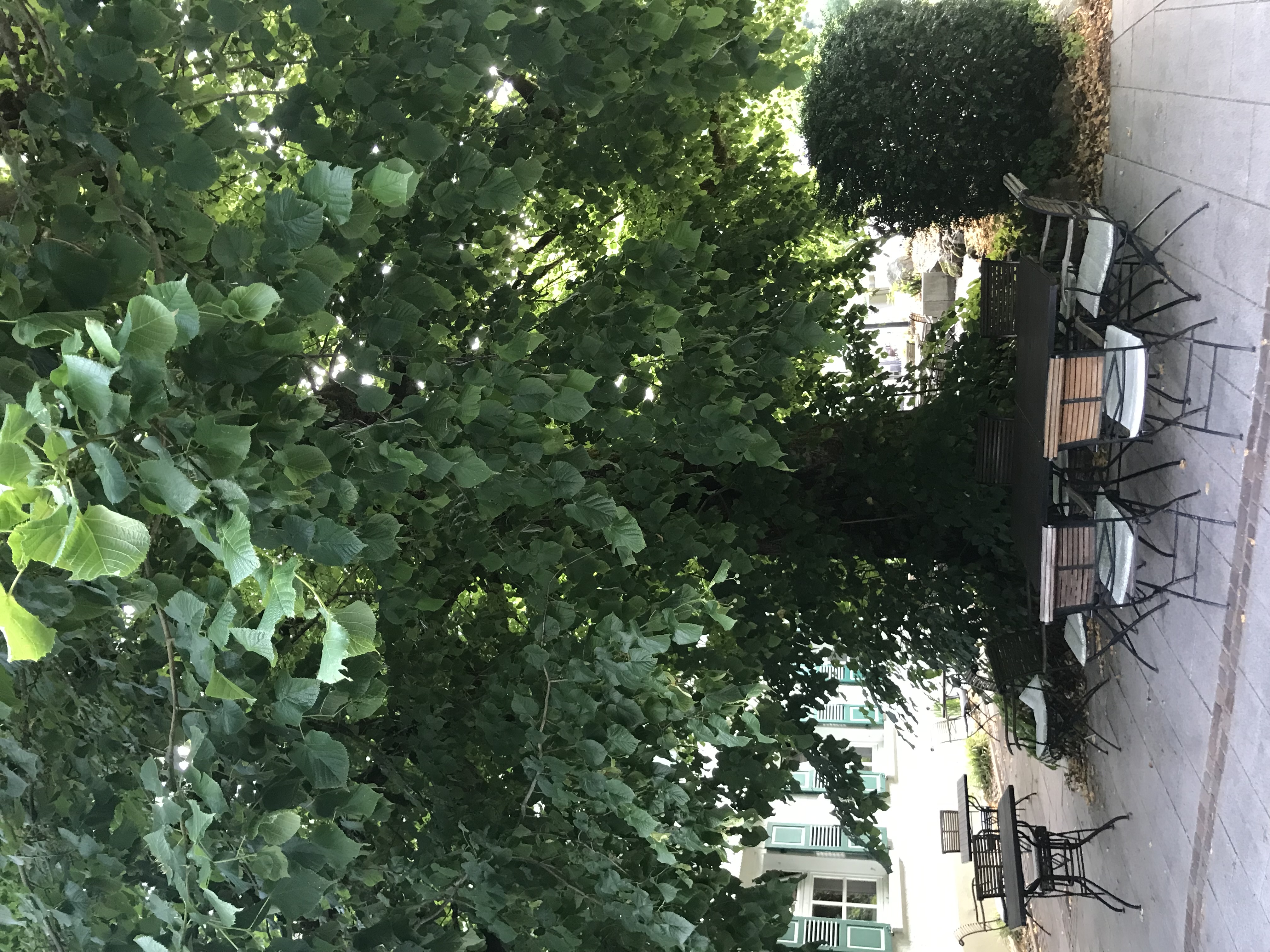 Wellnesshotel: Waldhotel Haag GmbH