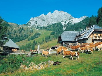 Alpen Adria Hotel & Spa Ausflugsziele Egger Alm - Dellacher Alm