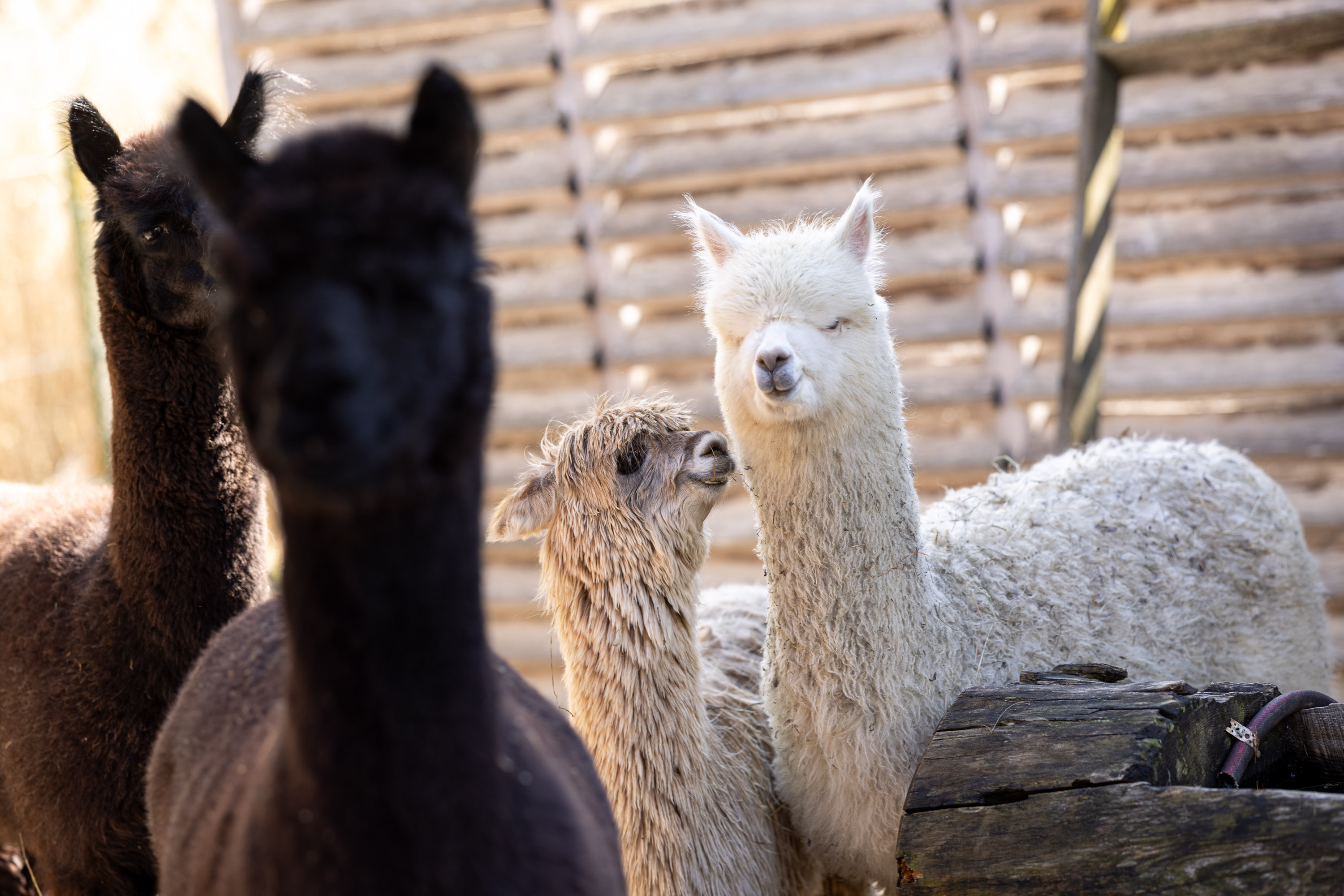 Wellnessurlaub - Bozen und Umgebung - Gartenhotel Moser ****s