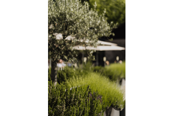 Wellnesshotel: Mediterrane Pflanzen verleihen eine harmonische Atmosphäre - Hotel das stachelburg