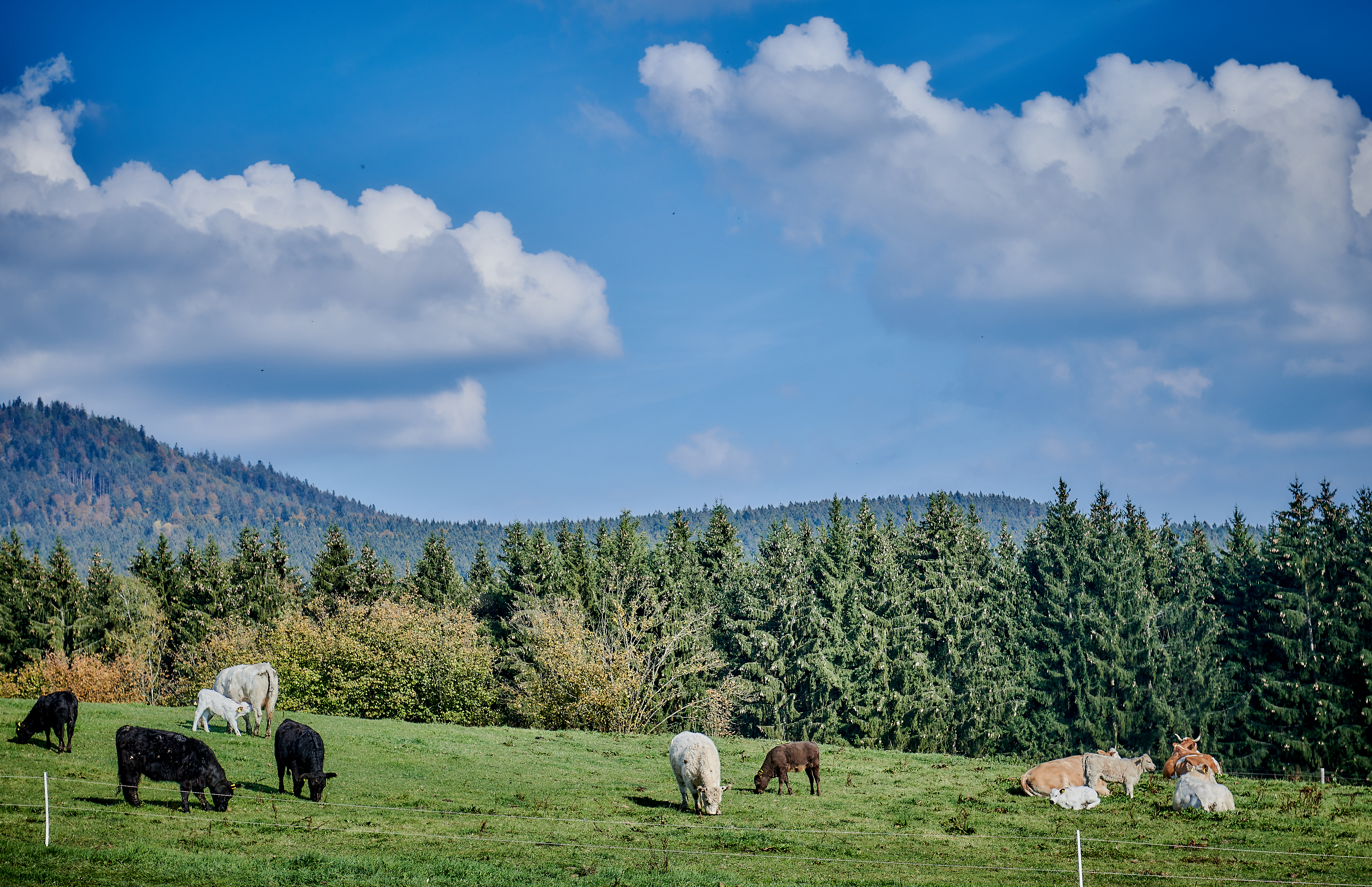 Wellnesshotel: Zimmerblick - Wellness & Naturhotel Tonihof****S - Hotel | Umgebung