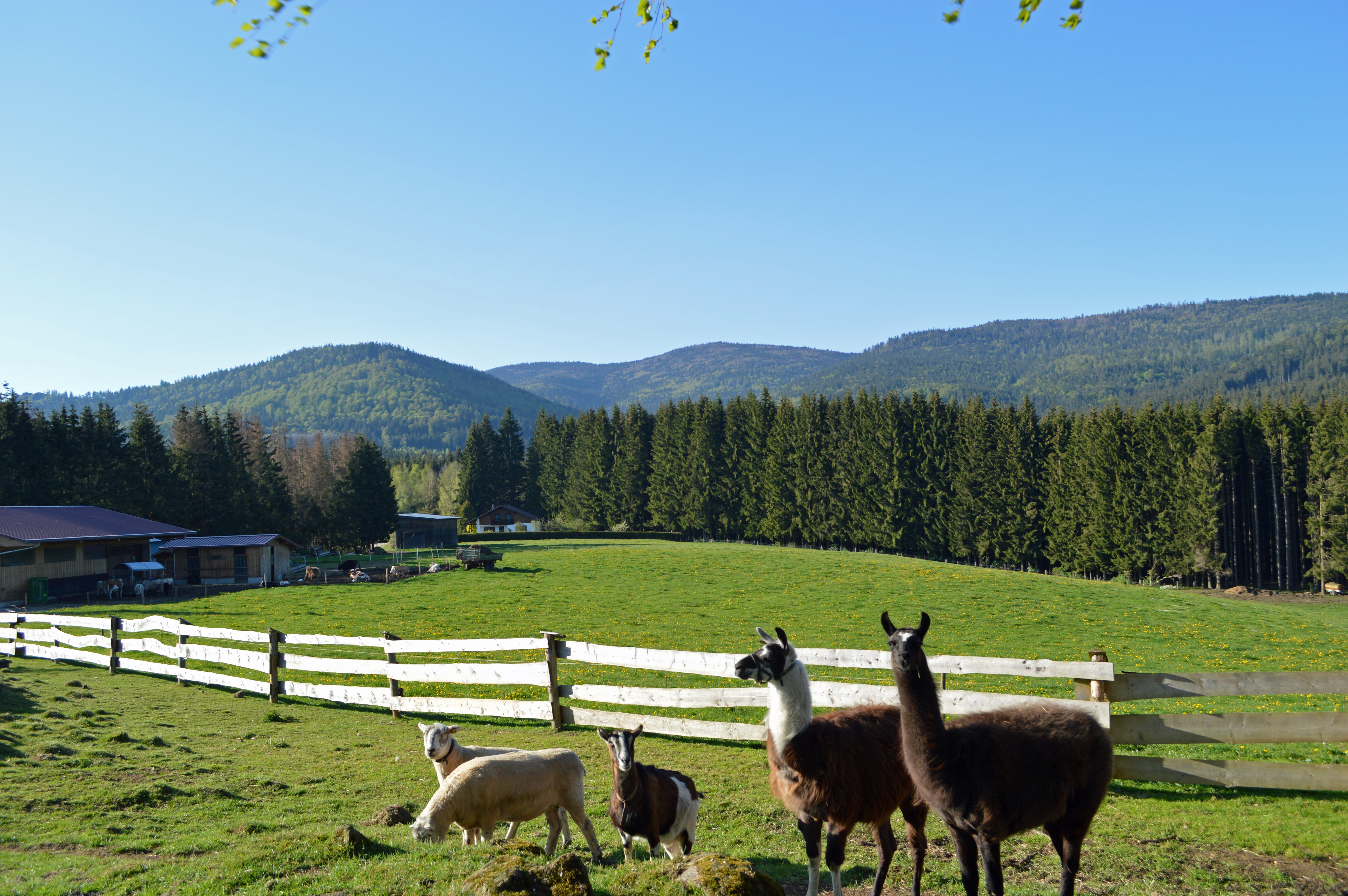 Wellnesshotel: Tiere - Wellness & Naturhotel Tonihof****S - Hotel | Umgebung