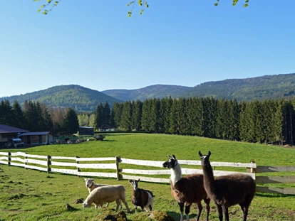 Wellnessurlaub - Finnische Sauna - Saldenburg - Tiere - Wellness & Naturhotel Tonihof****S