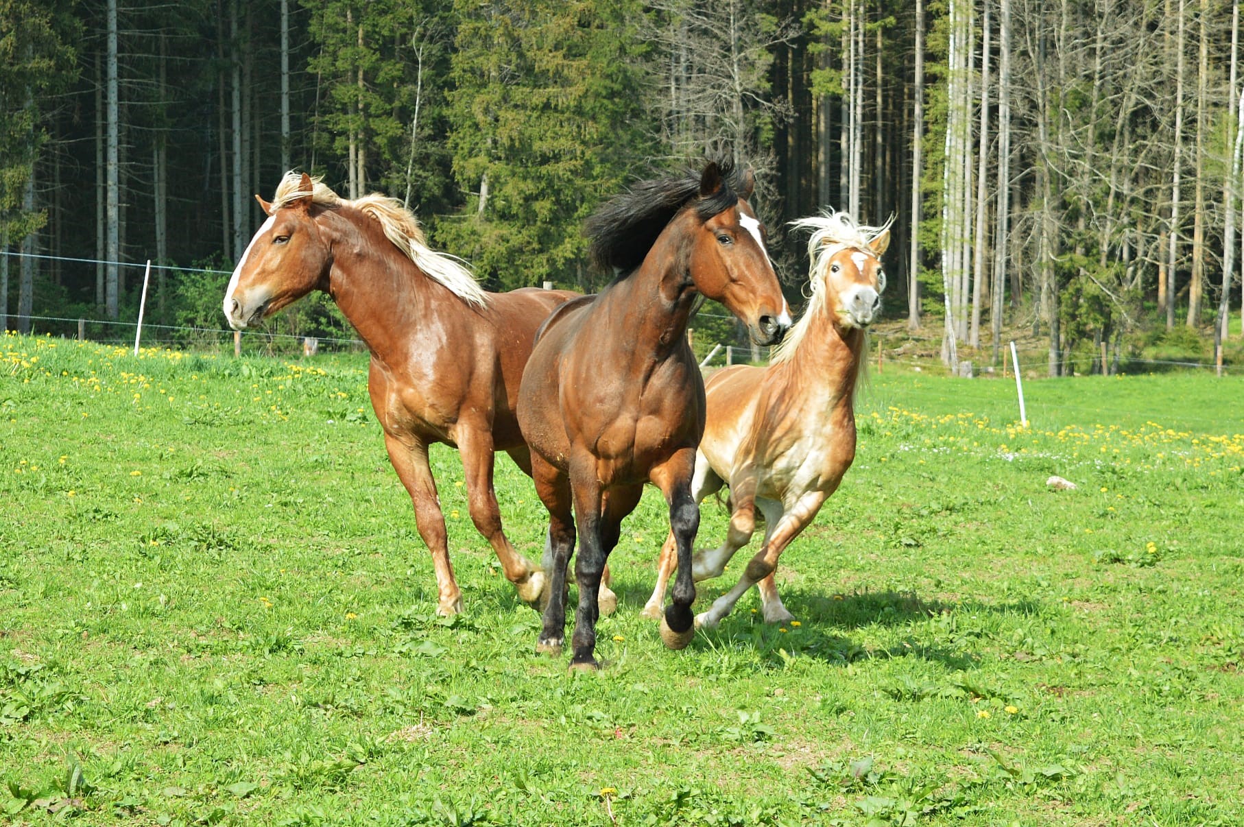 Wellnesshotel: Tonihof Pferde - Wellness & Naturhotel Tonihof****S - Hotel | Umgebung