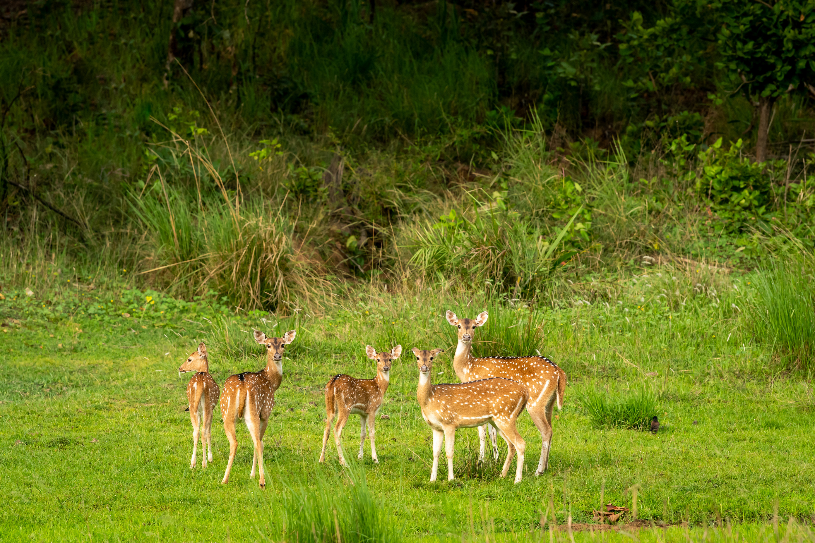 Hotel Drei Quellen Therme Ausflugsziele Wildpark Schloß Ortenburg