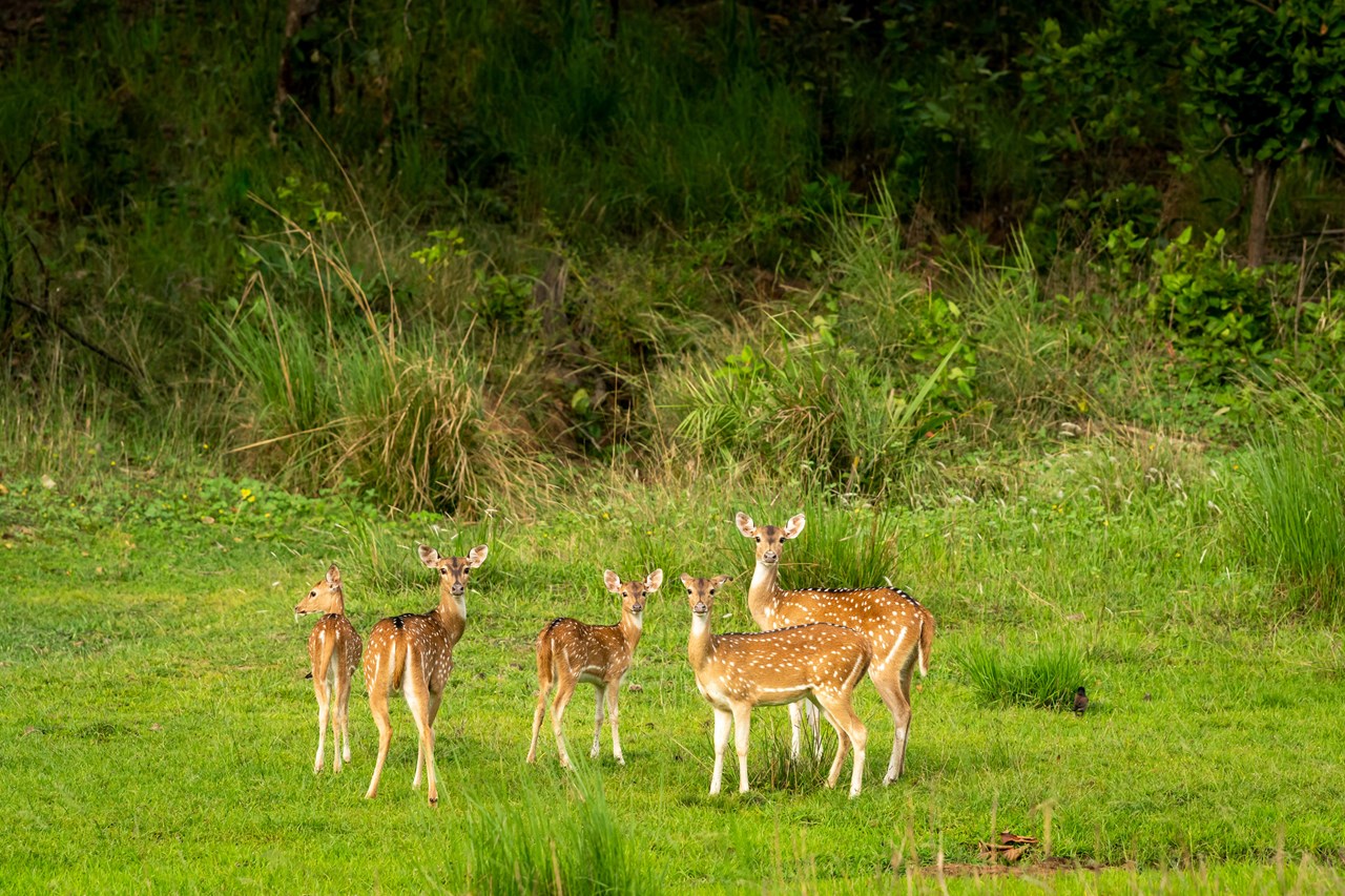 Hotel Drei Quellen Therme Ausflugsziele Wildpark Schloß Ortenburg