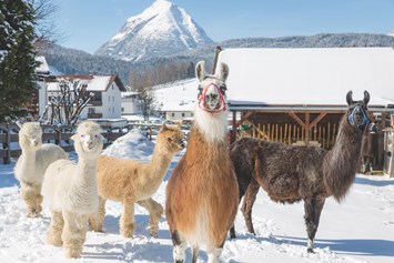 Wellnesshotel: Unsere hauseigenen Lamas und Alpakas - Appart- und Wellnesshotel Charlotte Seefeld