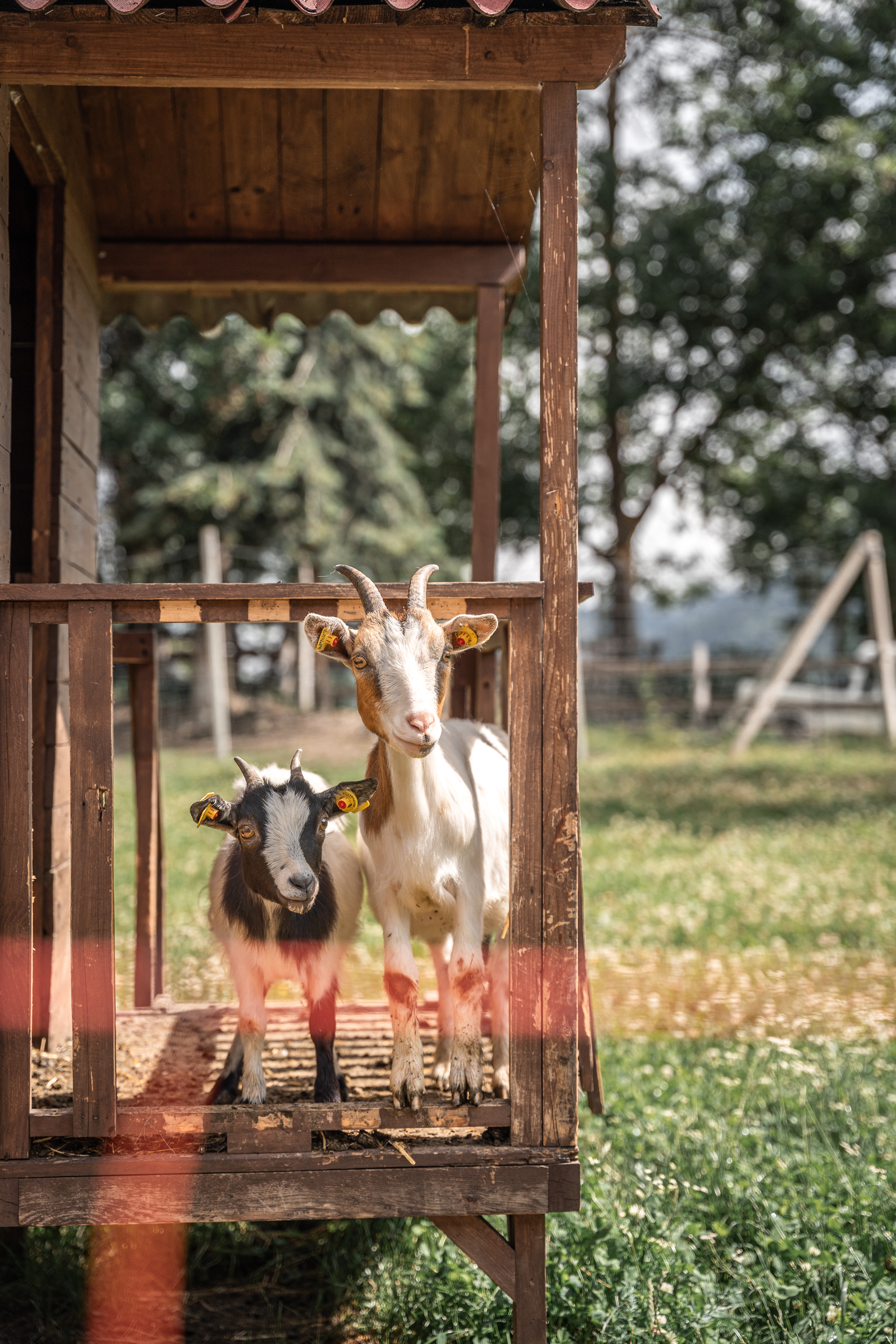 Wellnesshotel: Ziegen - Maraias Luxury Suites & Apartments