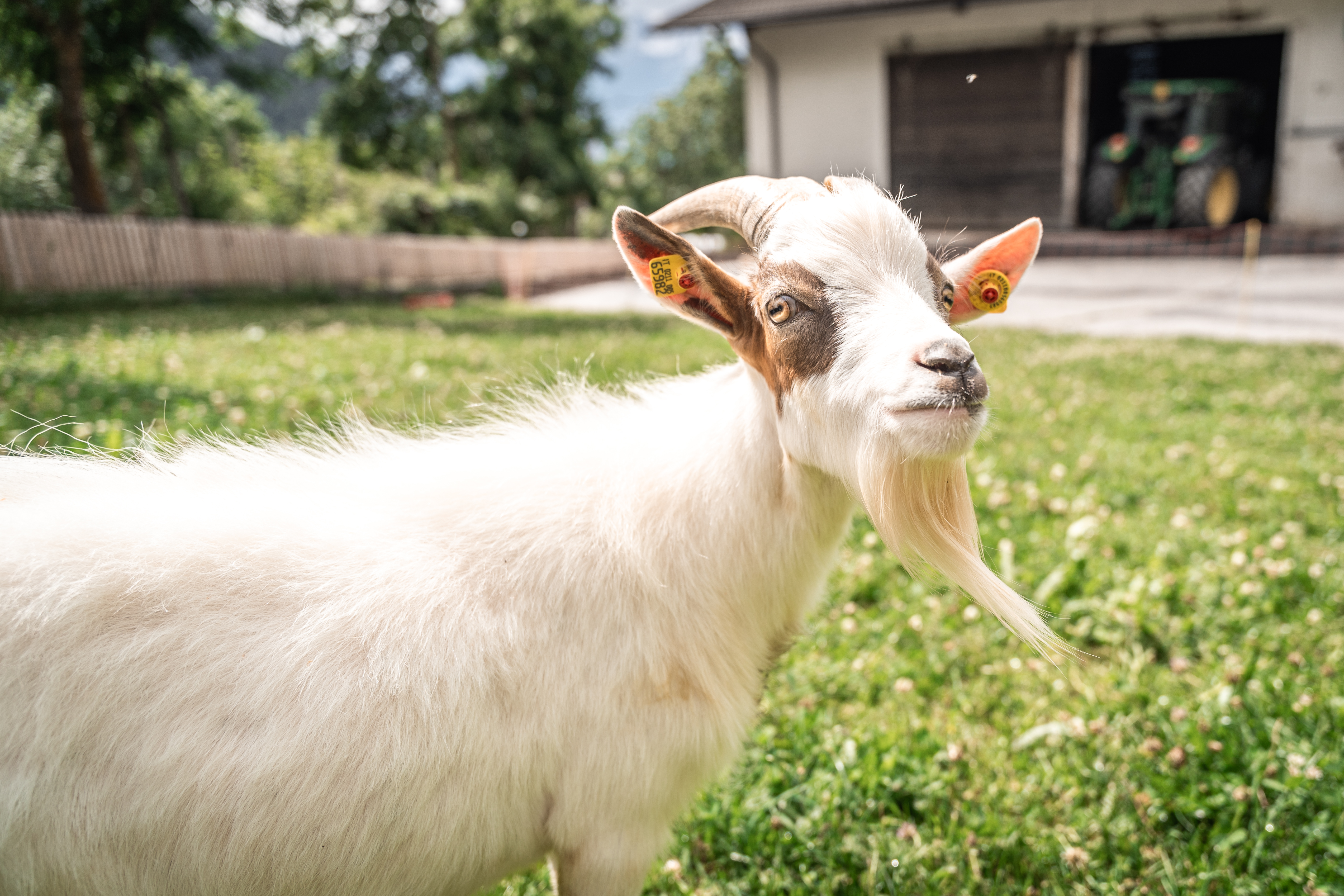 Wellnesshotel: Ziegenbock - Maraias Luxury Suites & Apartments