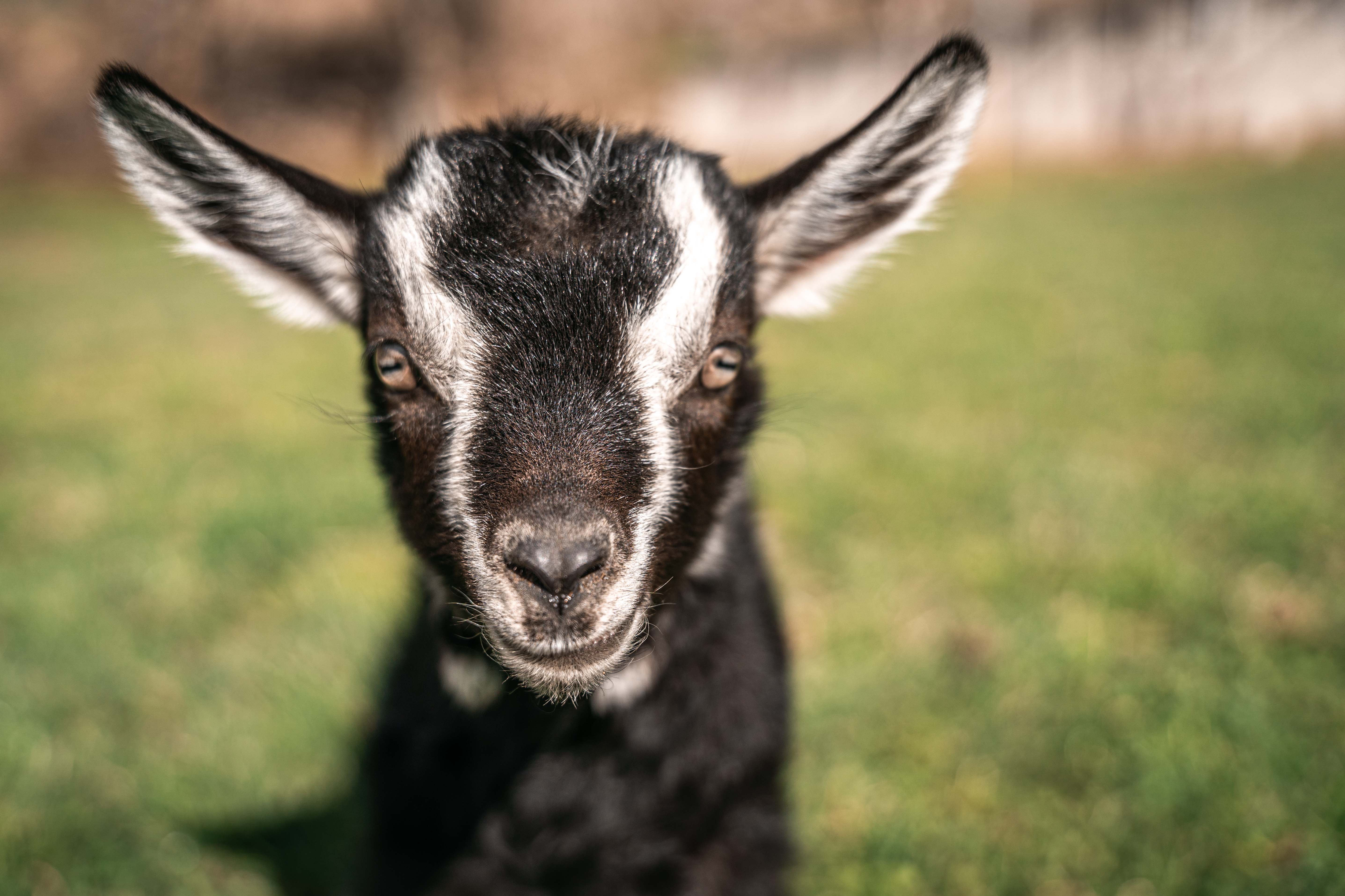 Wellnesshotel: Minikitzlein - Maraias Luxury Suites & Apartments