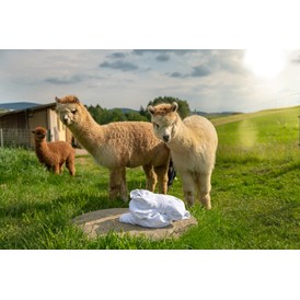 Wellnesshotel: Lernen Sie unsere Alpakas bei einer Fütterung mit dem Chef hautnah kennen.  - Landrefugium Obermüller | SPA & Naturresort | 360 ° Glück | 4,5 Sterne