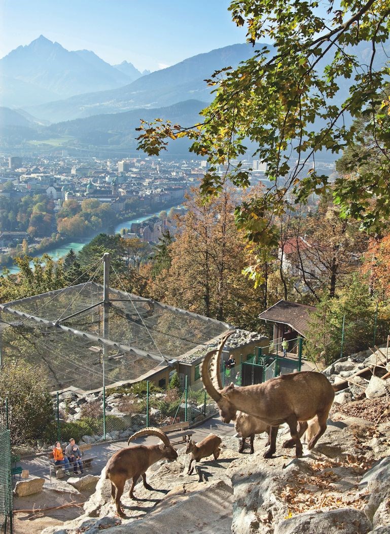 Interalpen-Hotel Tyrol Ausflugsziele Innsbrucker Alpenzoo