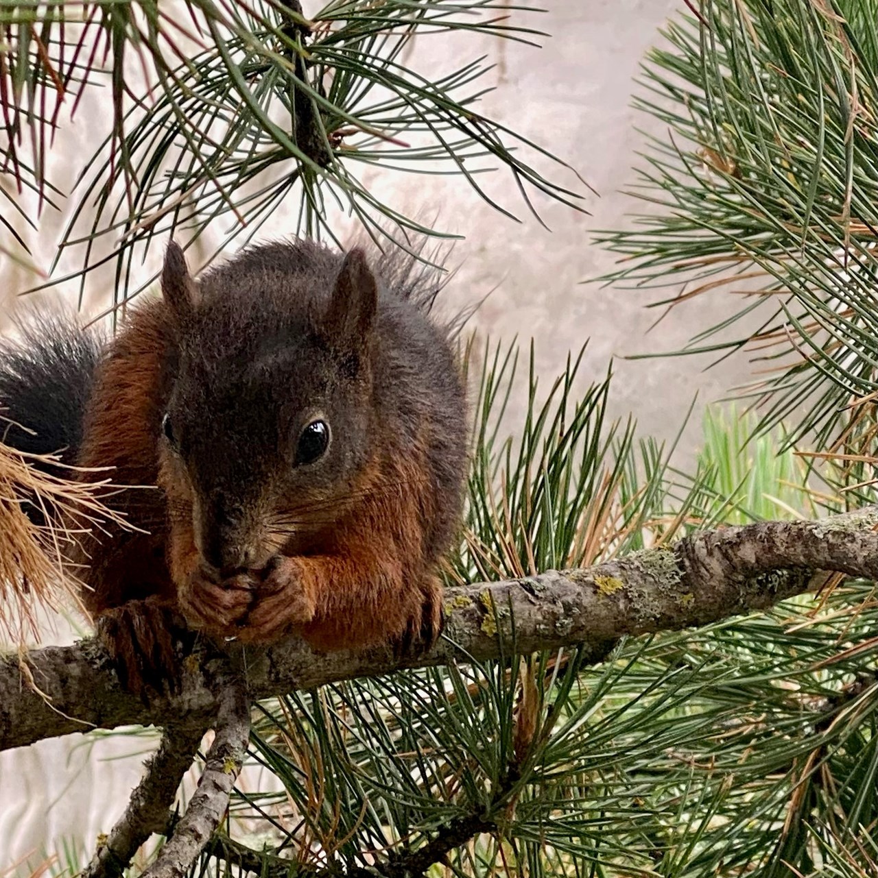 BelArosa Hotel Ausflugsziele Eichhörnliweg