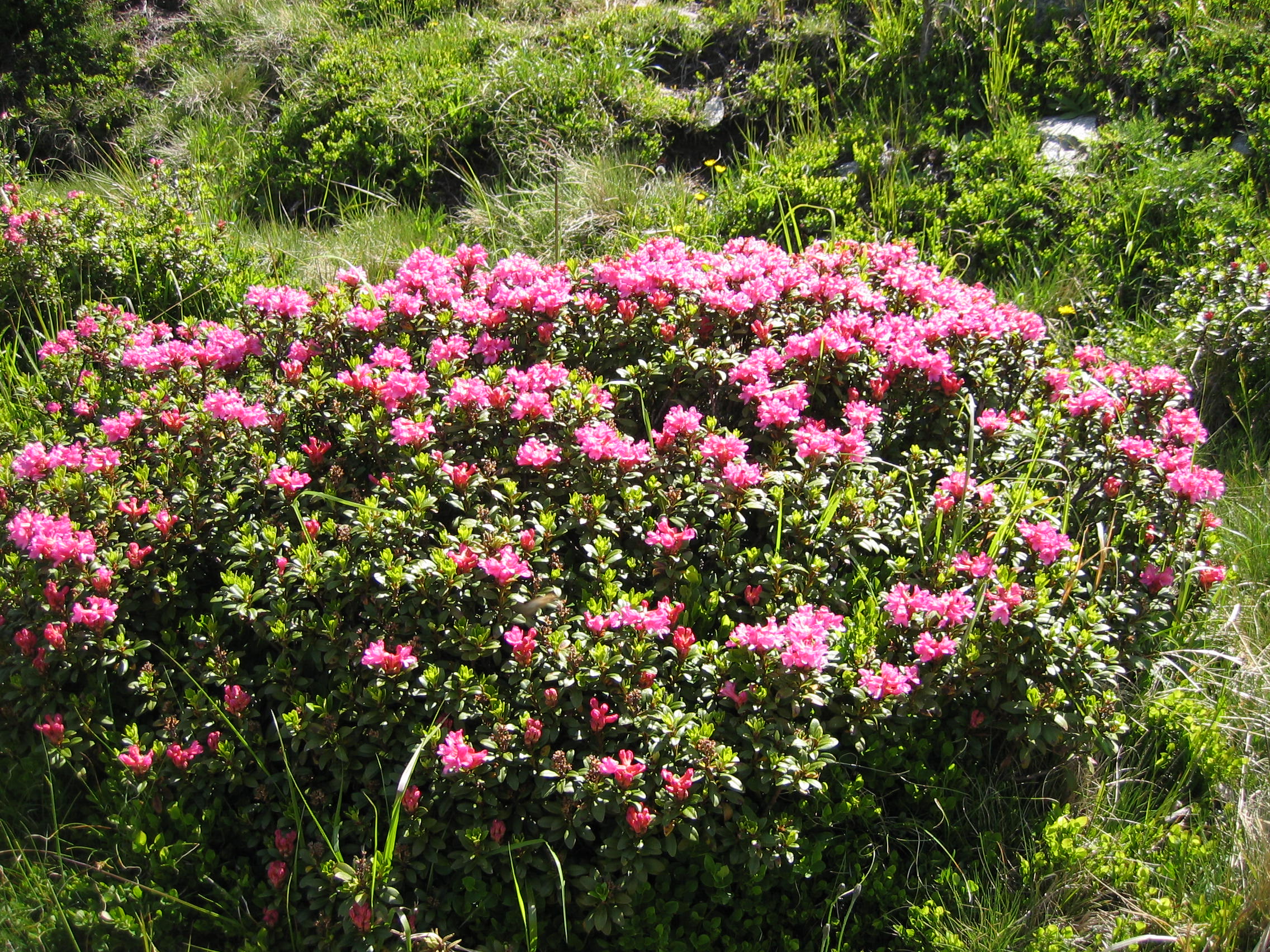 Wellnesshotel: Alpinhotel Jesacherhof