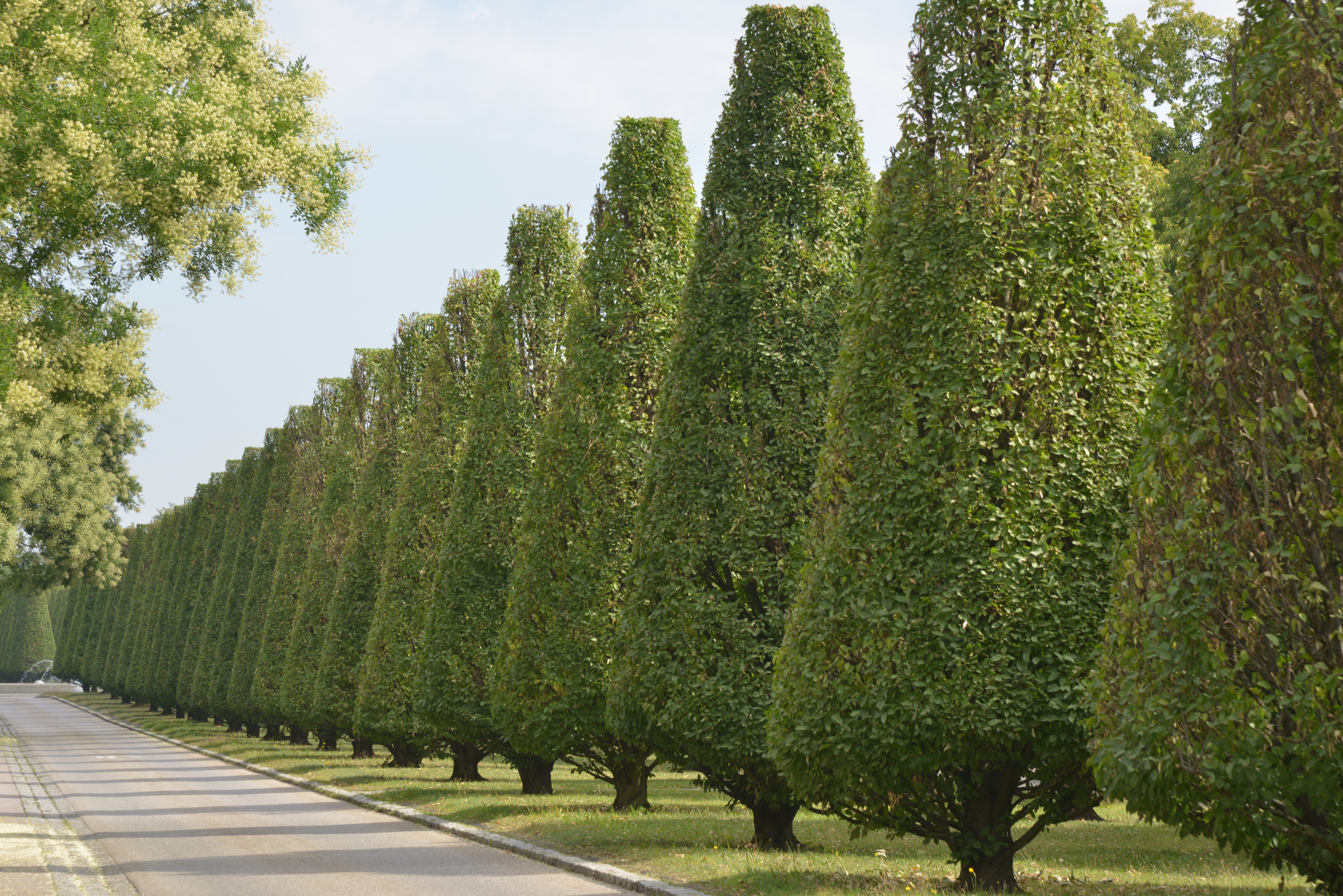 Wellnesshotel: Hainbuchenallee - Hotel Schweizer Hof Betriebs-GmbH