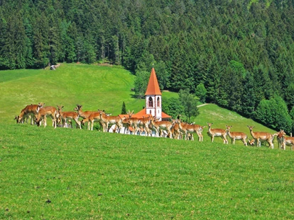 Wellnessurlaub - Hot Stone - Weisweil - Dammwild in St. Roman - Naturparkhotel Adler