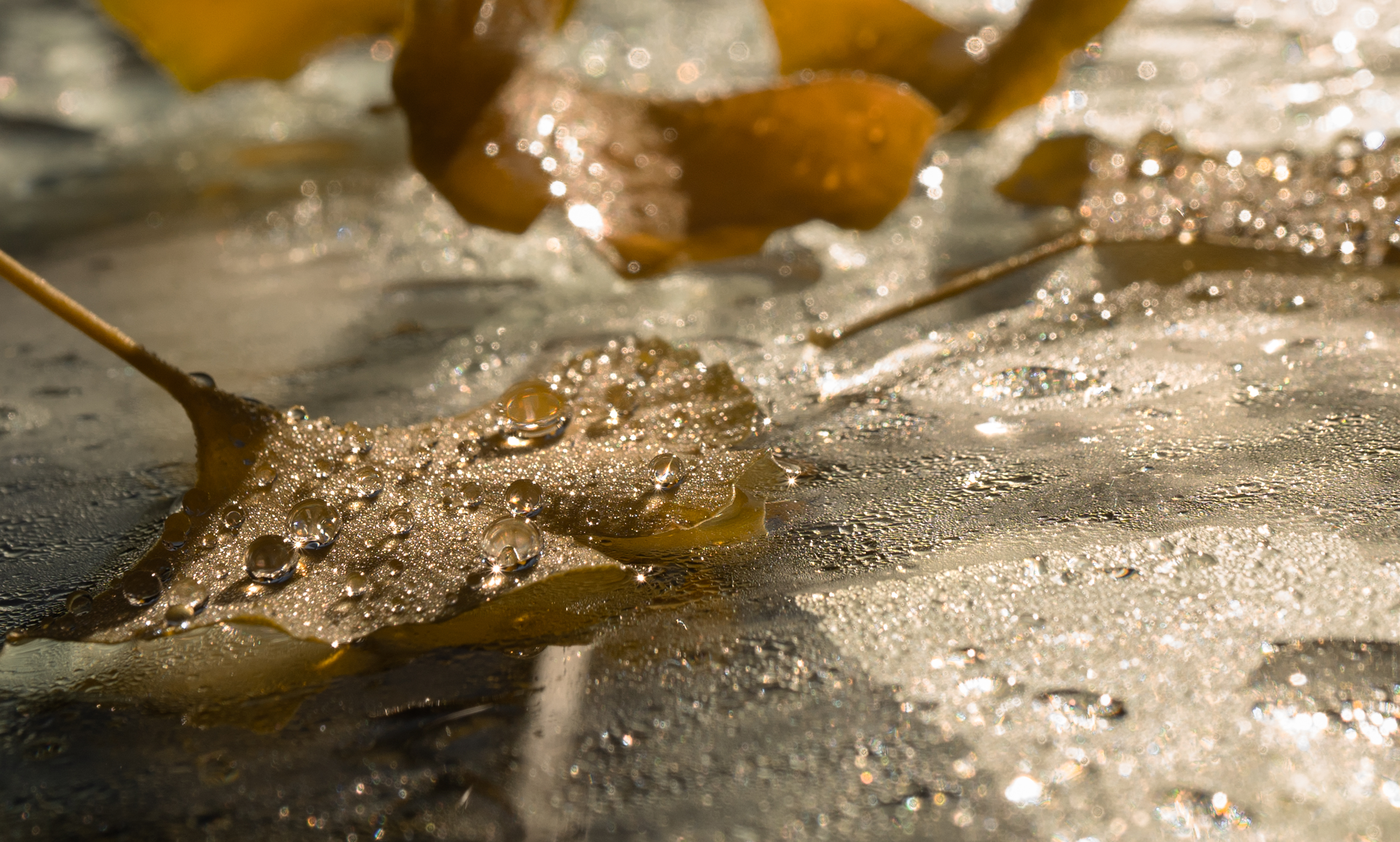 Wellnesshotel: Waldbaden, Ginko Blätter - Naturparkhotel Adler - Hotel | Umgebung