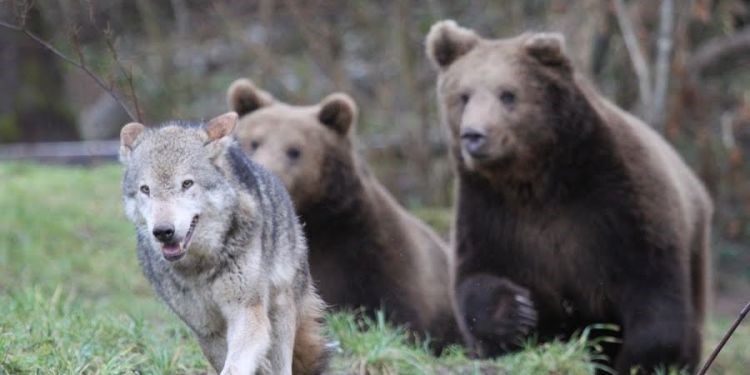 Fritz Lauterbad - Wellnesshotel Ausflugsziele Wolfs-Bären Park