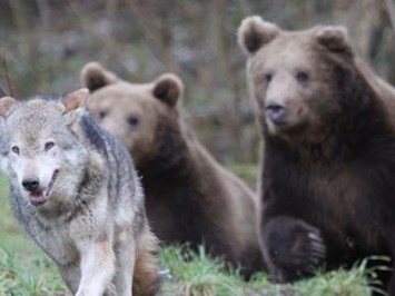 Fritz Lauterbad - Wellnesshotel Ausflugsziele Wolfs-Bären Park