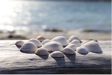 Romantik Hotel Jagdhaus Eiden Massagen im Detail Meeresmuschelmassage 