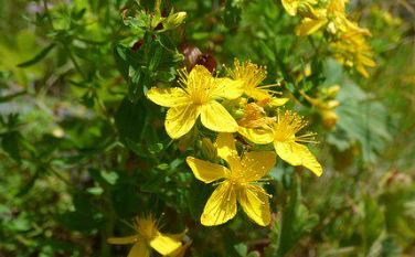 Romantik Hotel Jagdhaus Eiden Massagen im Detail Wirbelsäulenbehandlung Dorn/Breuss