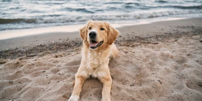 Wellnessurlaub - Schleswig - Hundestrand - Ostseehotel Midgard in Damp