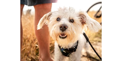 Wellnessurlaub - Schleswig - Gassigehen am Hundestrand und den vielen Wanderwegen im Dampland - Ostseehotel Midgard in Damp