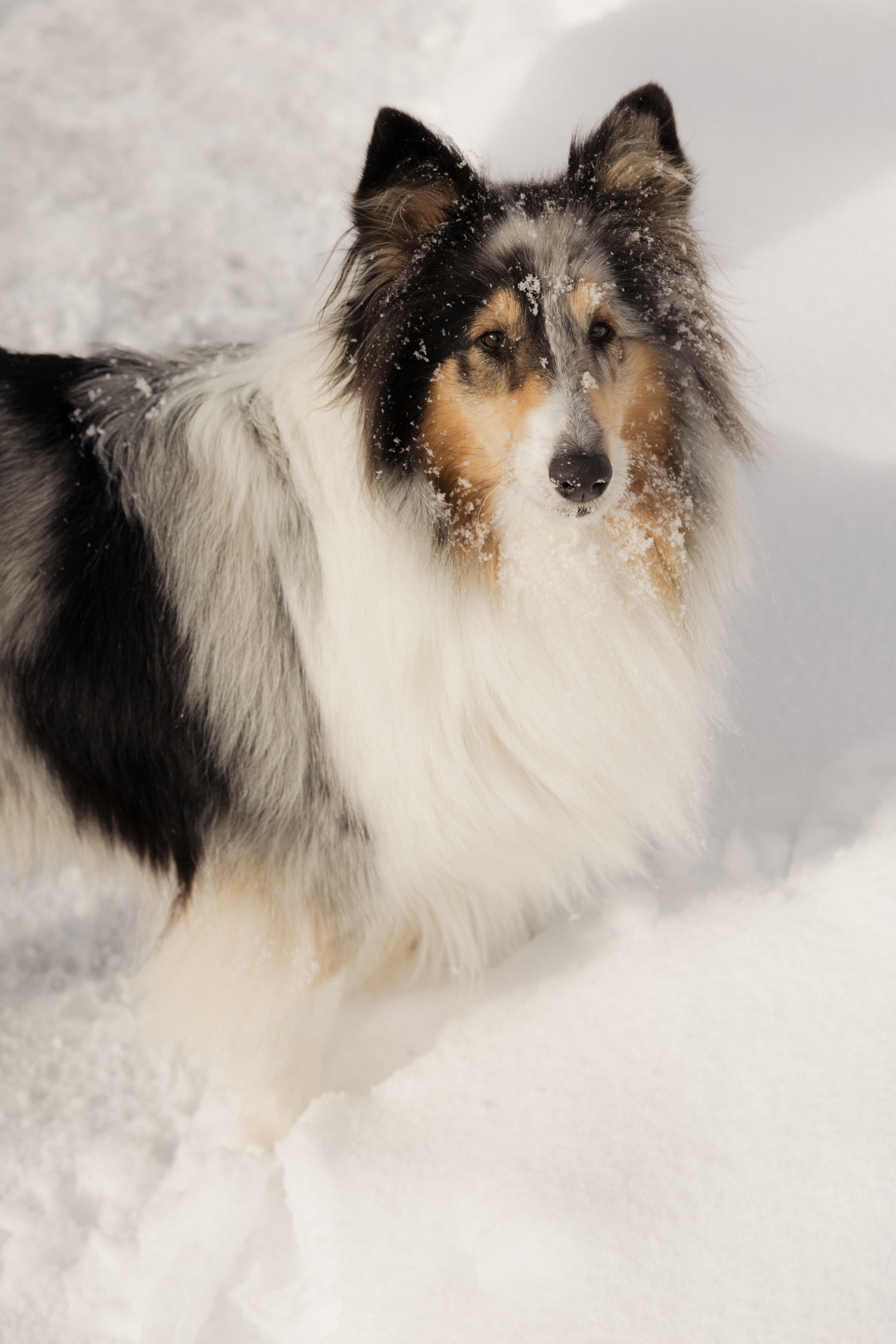 Wellnesshotel: Hotelhund Lotte - Berghotel Schlossanger Alp