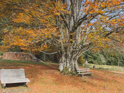Wellnessurlaub - Seminarraum - Schallstadt - Umgebung - Hotel Rößle