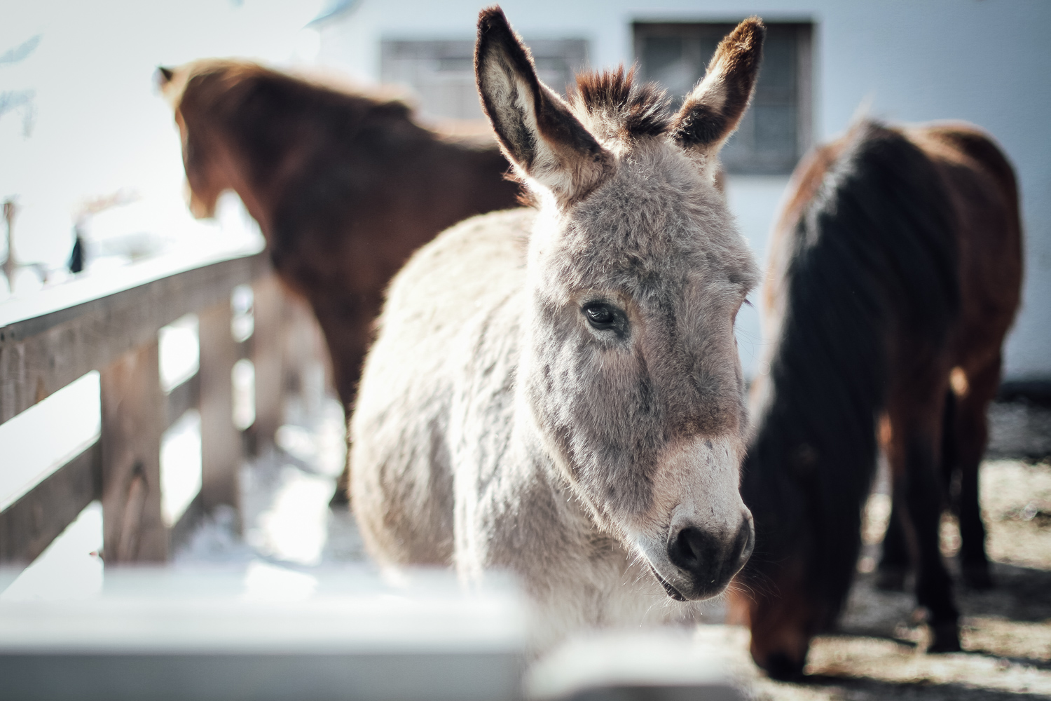 Wellnesshotel: Esel Benjamin - Familien Natur Resort Moar Gut*****