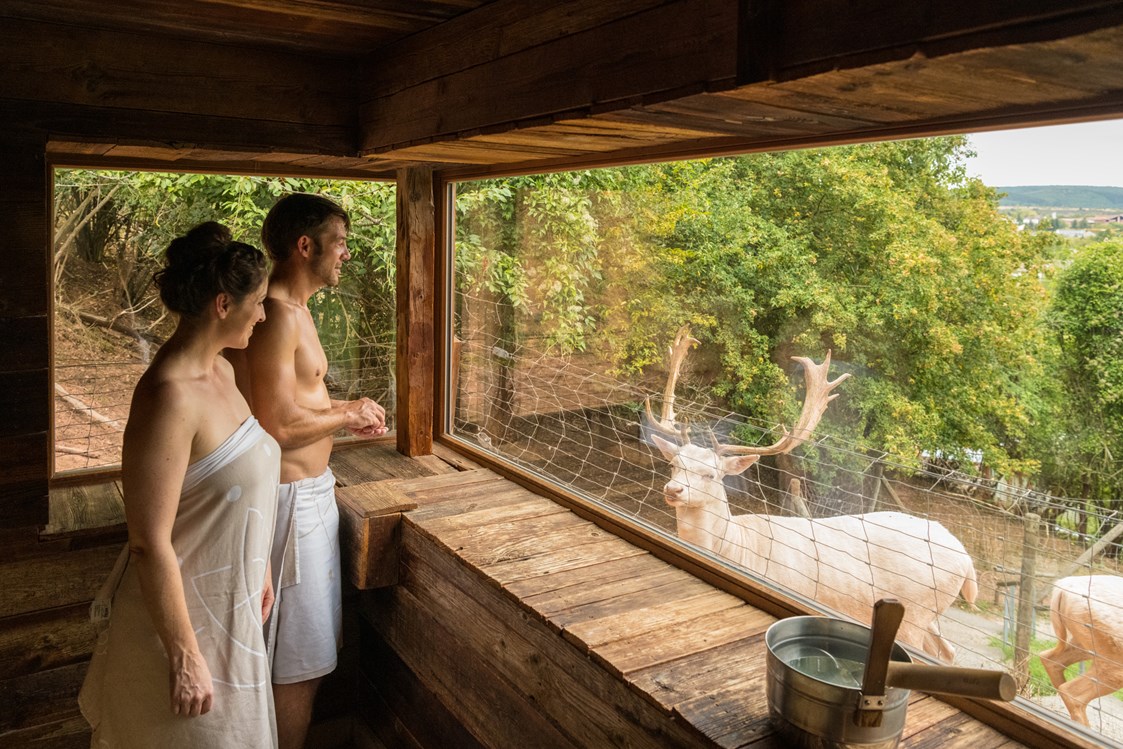 Wellnesshotel: Hubertus Sauna am Wildgehege - BollAnts SPA im Park