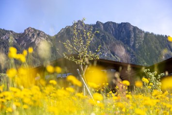 Wellnesshotel: Blühende Panoramawiese mit Blick auf die Alpbacher Berge  - Der Alpbacherhof ****s Natur & Spa Resort