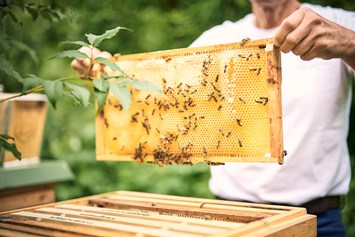 Wellnesshotel: Eigene Bienen für feinsten Pichlarner Honig, Thema Nachhaltigkeit, IMLAUER Hotel Schloss Pichlarn  - IMLAUER Hotel Schloss Pichlarn