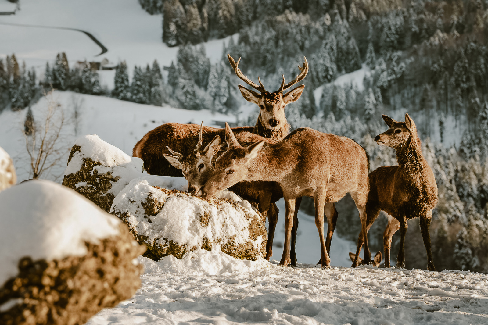 Wellnesshotel: Hoteleigener Wildpark - Bergkristall - Mein Resort im Allgäu