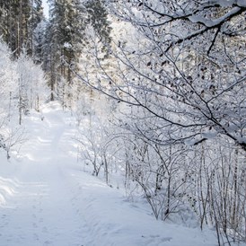 Wellnesshotel: Haubers verschneiter Wald ist ideal für romantische Spaziergänge und Winterwanderungen. - Haubers Naturresort