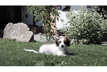 Wellnesshotel: INNs HOLZ hundefreundliches Chaletdorf Urlaub mit Hund im Sommer - INNs HOLZ Chaletdorf