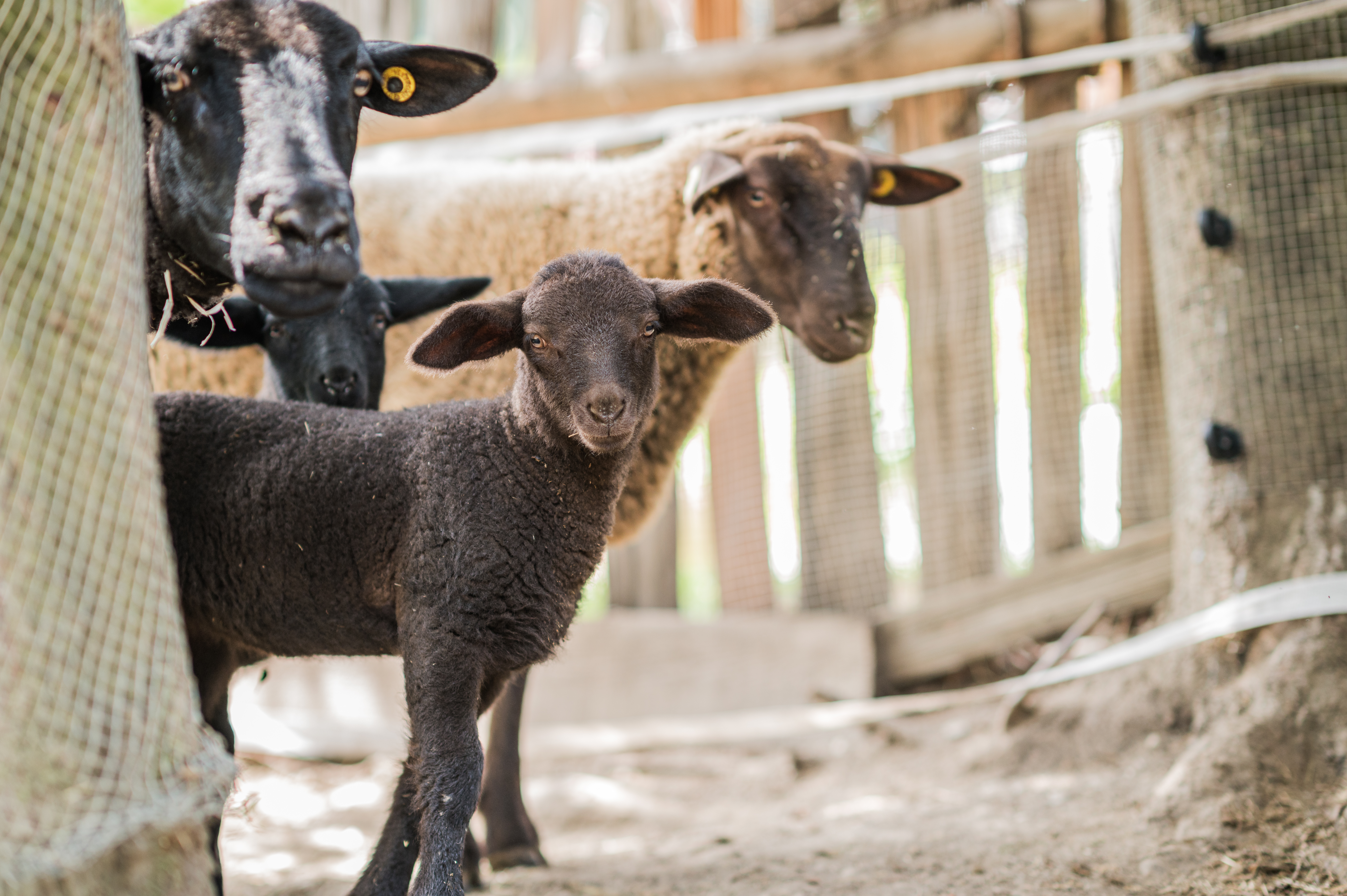 Wellnesshotel: Hotel Lanerhof